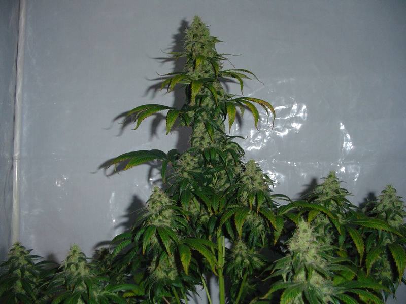 22381Bud_6.JPG