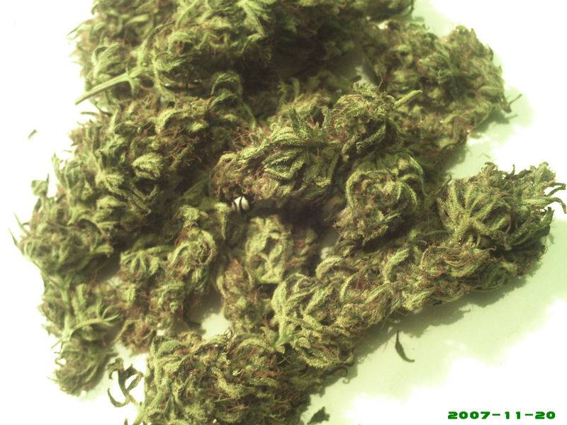 22409AI_dried_buds2.JPG