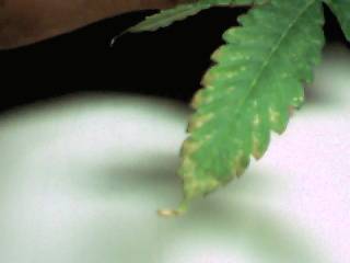 22409Aug12_27.JPG