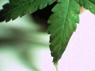 22409Aug12_30.JPG