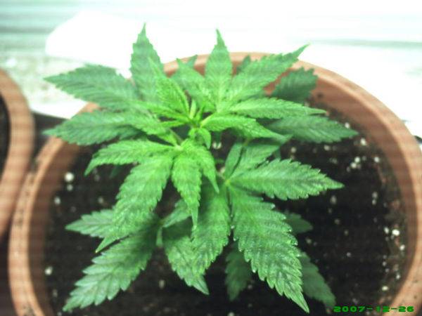 22409Superskunk1-med.JPG