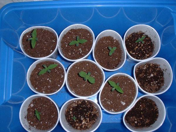 2266seedlings-med.JPG