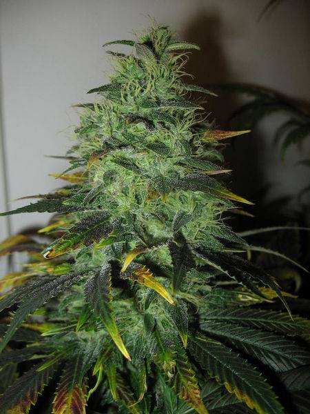 23447Blockberry55days1-med.JPG