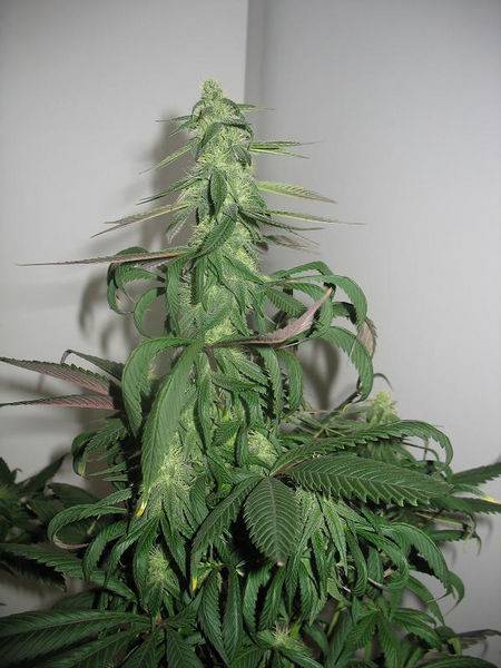 23447BlueBerry32days-med.JPG