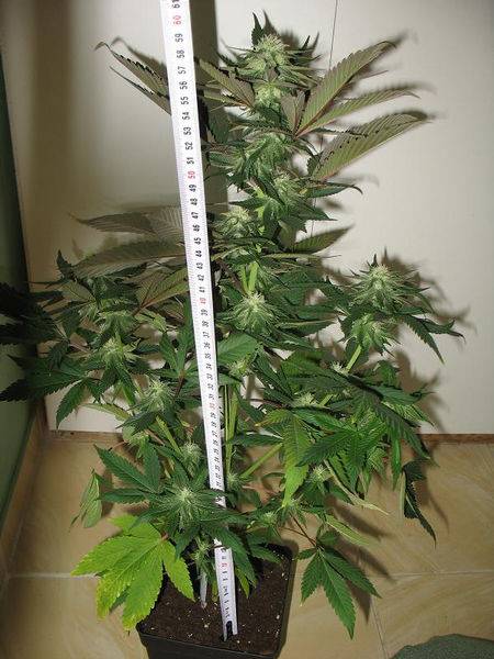 23447DCSkunk25days-med.JPG