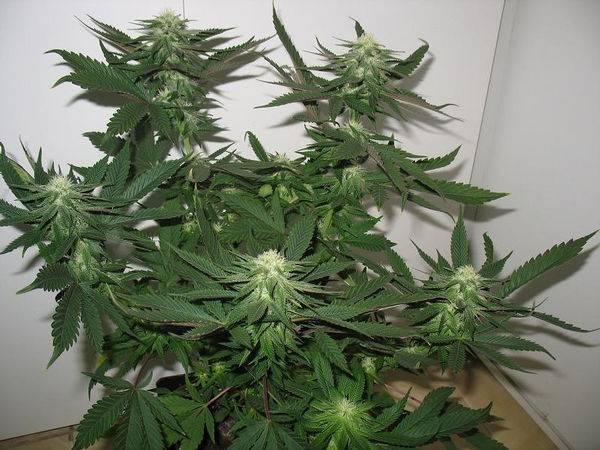 23447DCSkunk25days2-med.JPG