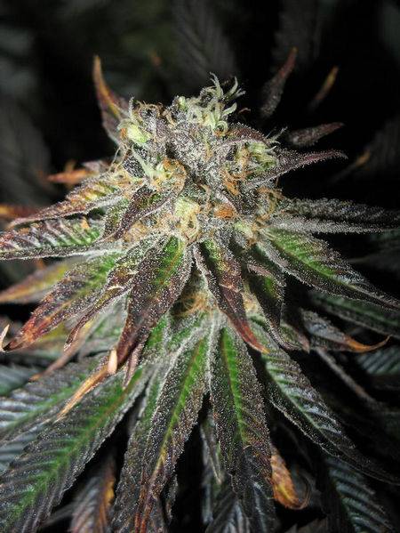 23447SkunkDC-49days-macro1-med.JPG