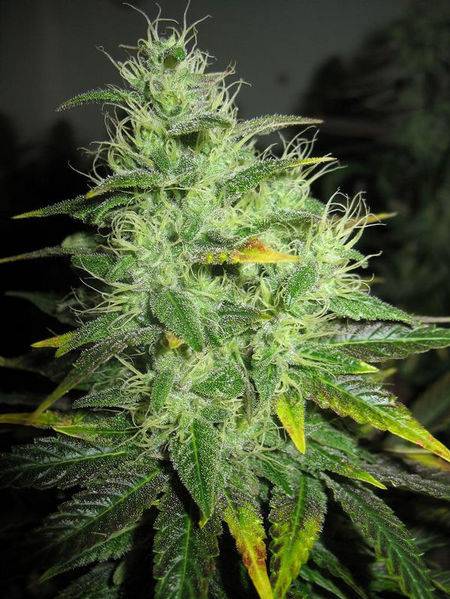 23447blockberry-49days-macro-med.JPG