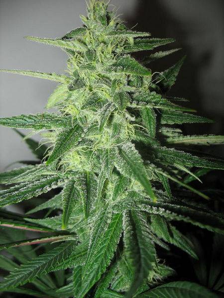 23447blockberry-49days-macro1-med.JPG