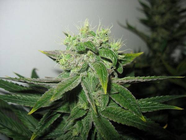 23447blueberry-49days-macro2-med.JPG