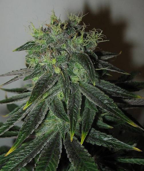 23447blueberry-55days-1-med.JPG