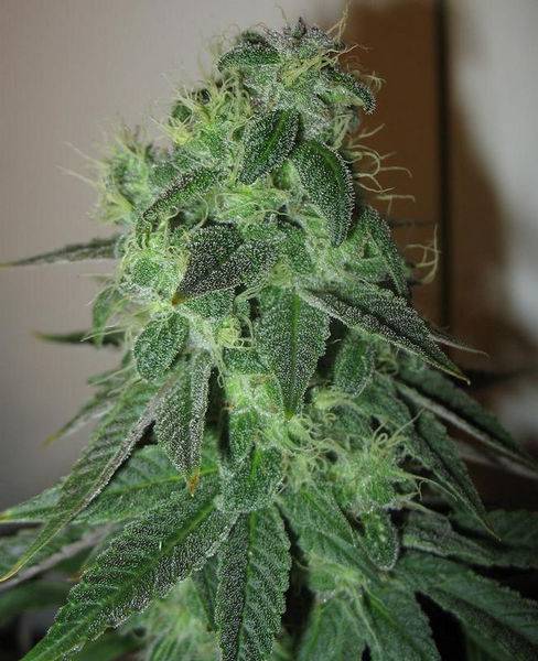 23447blueberry-55days-2-med.JPG