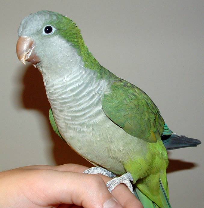 23457quakerparrot.jpg