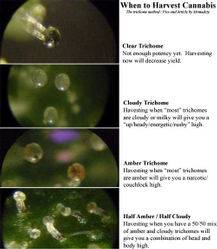 23457trichomeharvest-thumb.jpg