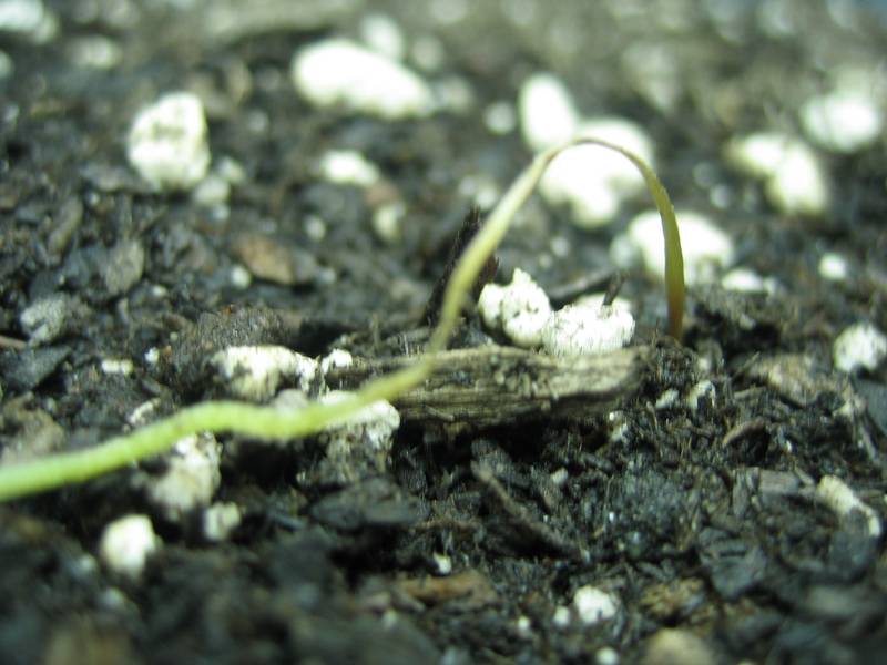 24120plant1stem.jpg