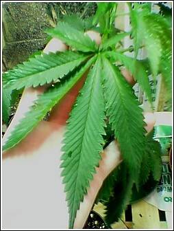 2414Ak-47_leaf.jpg