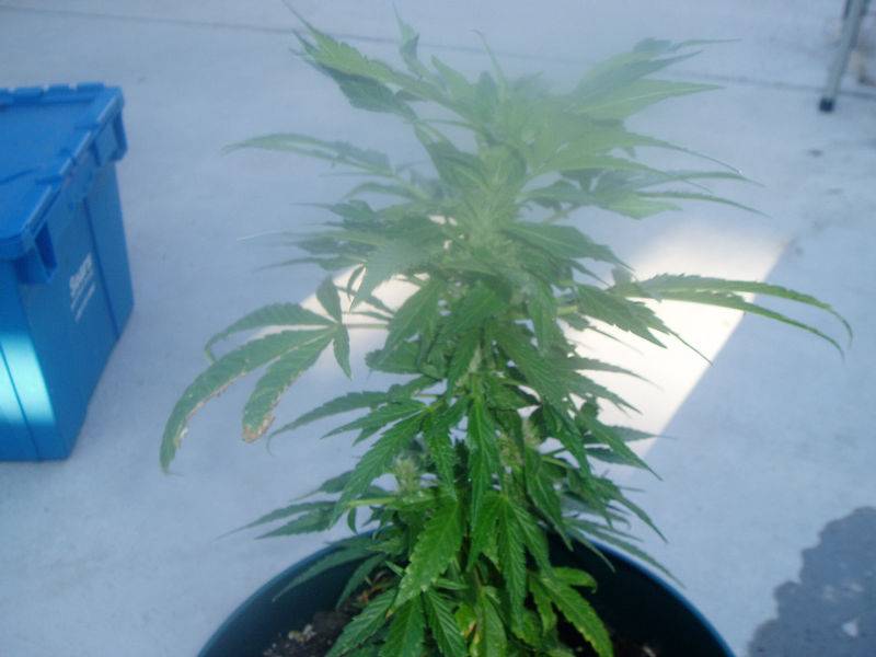 6060 Forced Flowering Approach Page 3 Cannabis Growing Outdoors