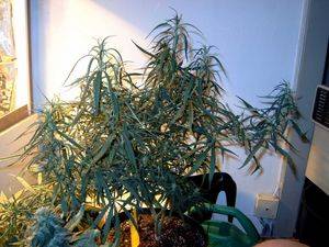 2504Sativa-flowering_57days-thumb.JPG