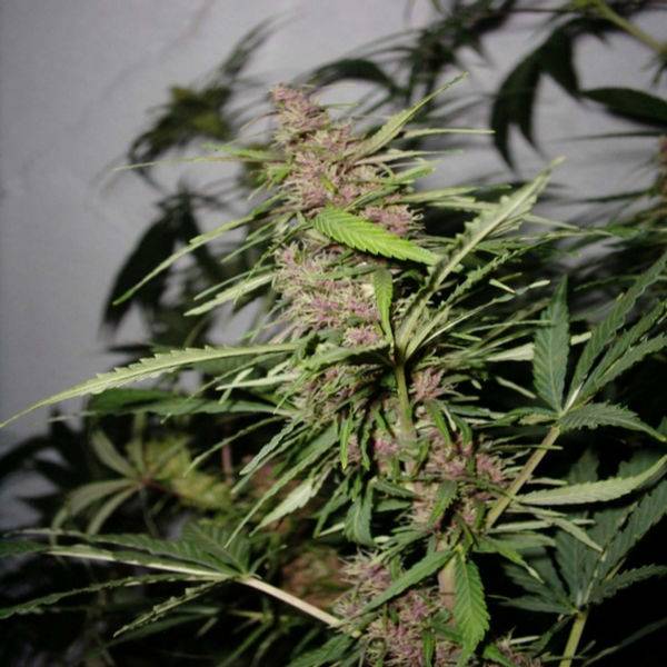 280Purple_ladies_purple_buds-med.JPG