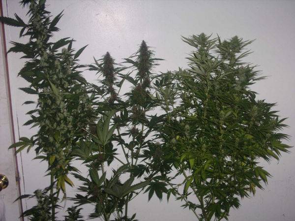 280Room_and_budshots_Growing_strong_25_days_1212-med.jpg