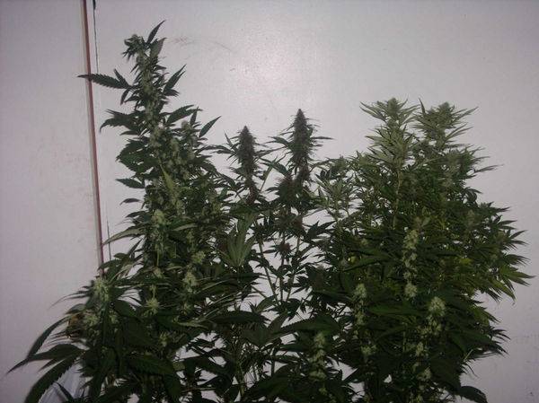 280Room_and_budshots_Growing_strong_25_days_1212_1_-med.JPG