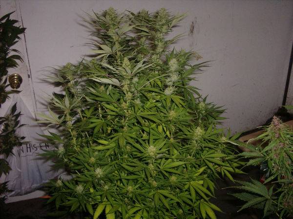 280Room_and_budshots_Growing_strong_25_days_1212_2_-med.JPG