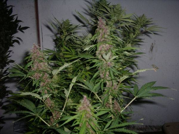 280Room_and_budshots_Growing_strong_25_days_1212_3_-med.JPG