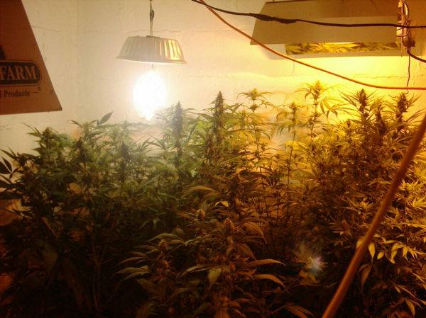 280Room_and_budshots_Growing_strong_25_days_1212_4_-med.JPG