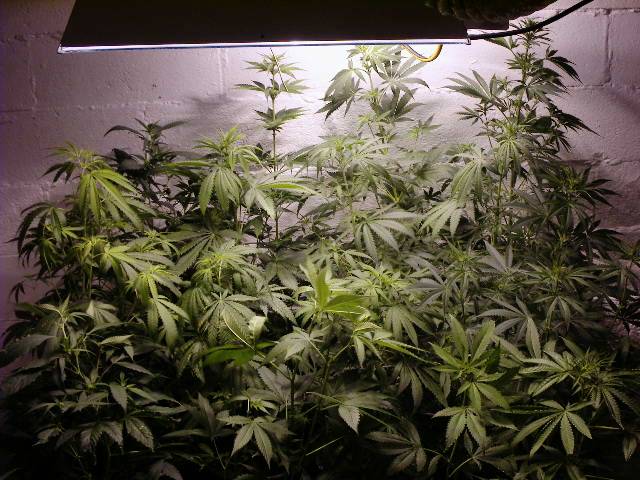 280blazesupdated_growroom_pics_jpg_1_-med.JPG