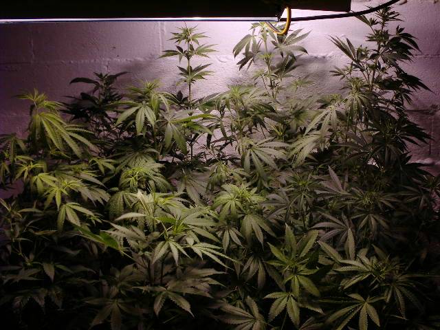 280blazesupdated_growroom_pics_jpg_4_-med.JPG