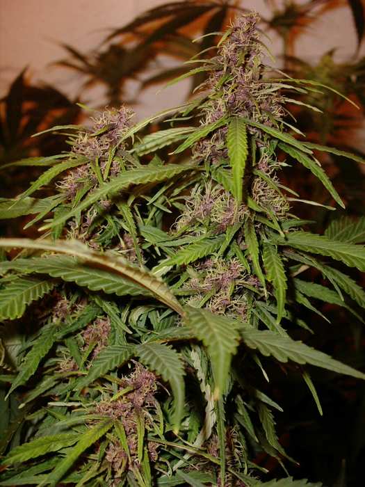 280purple-buds-forming-fast--2-_1_.jpg