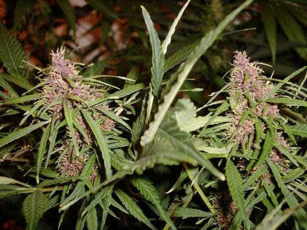 280purple-buds-forming-fast2-med.jpg