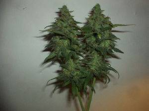 30088Sweet_Sativa_9-11-08-thumb.jpg