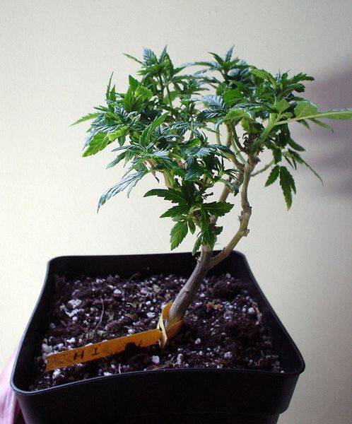 31hashplant_bonsai-med.jpg