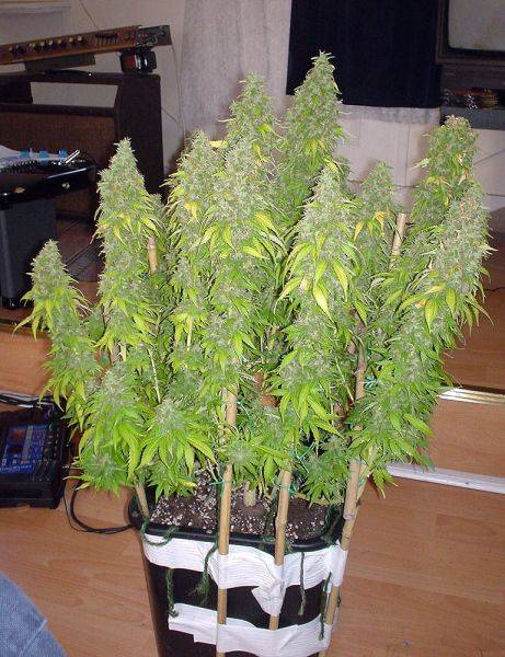 31hashplant_fullplant-med.jpg