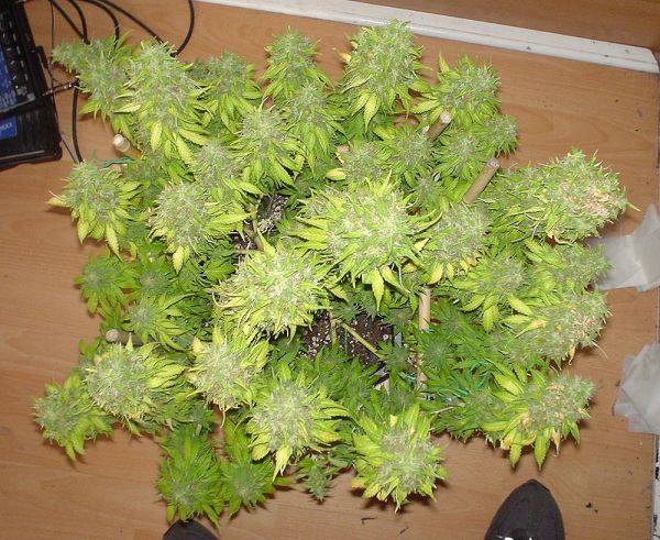 31hashplant_overview-med.jpg