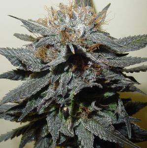 3254purpleindica1-thumb.jpg