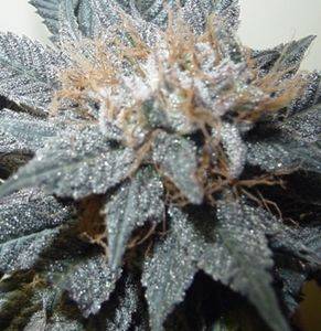 3254purpleindica2-thumb.jpg