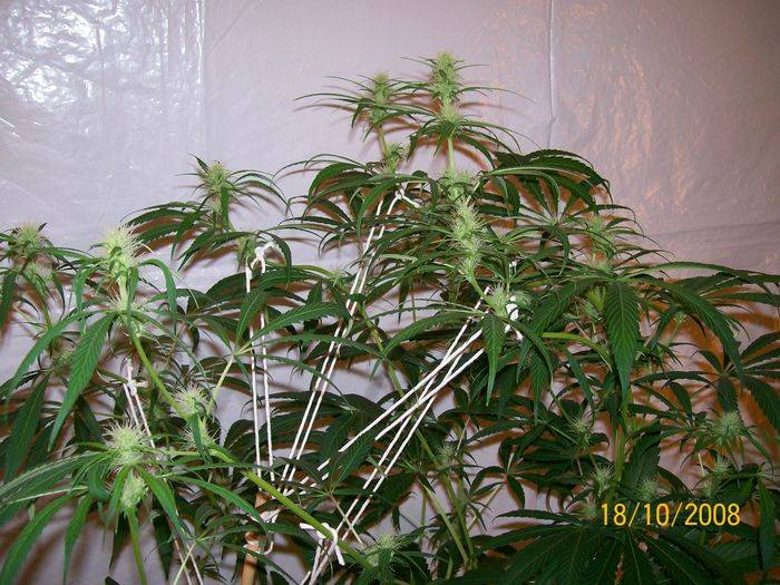 3284318th_oct_nl5xhaze_5_11.jpg