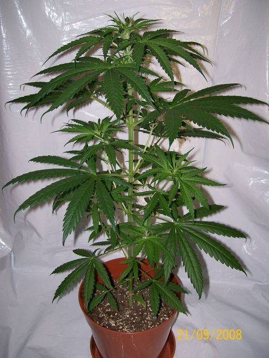 3284321st_sept_nl5xhaze_plant_2_female_D.jpg