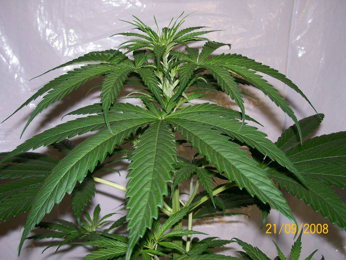 3284321st_sept_nl5xhaze_plant_2_female_E.jpg