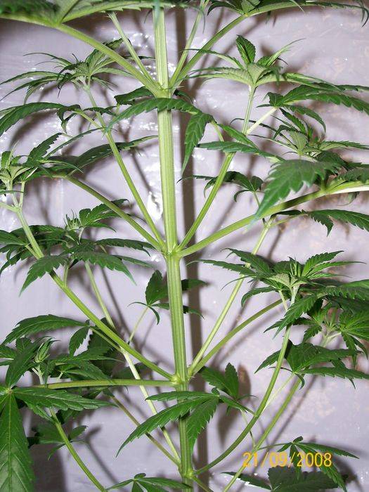 3284321st_sept_nl5xhaze_plant_2_female_F.jpg