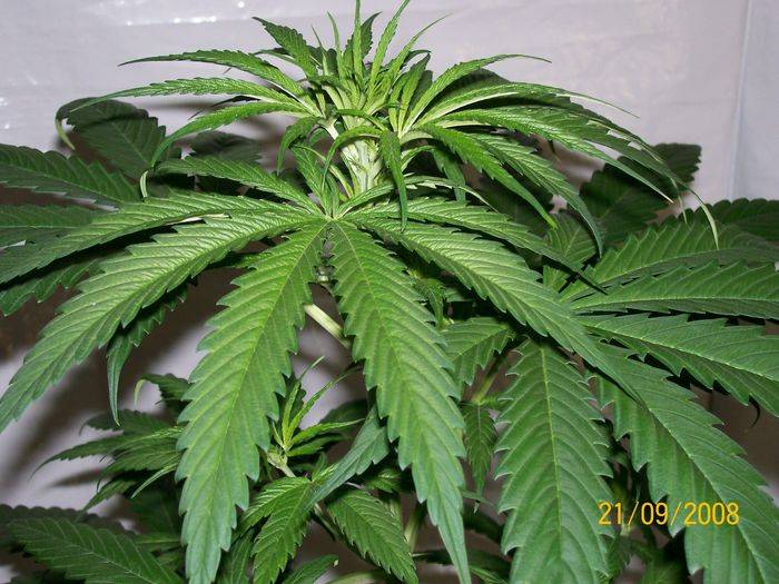 3284321st_sept_nl5xhaze_plant_2_female_G.jpg