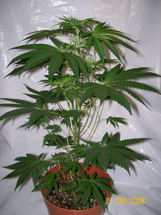 3284321st_sept_nl5xhaze_plant_4_male_H.jpg