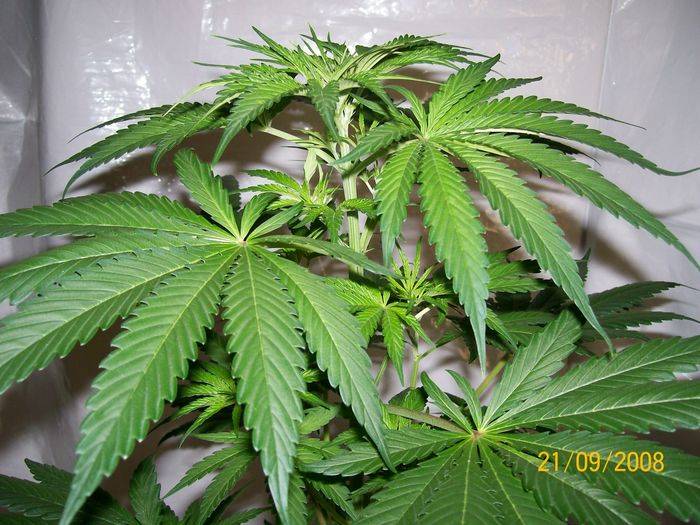 3284321st_sept_nl5xhaze_plant_4_male_I.jpg