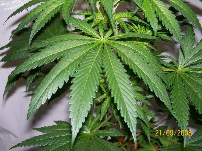 3284321st_sept_nl5xhaze_plant_4_male_J.jpg