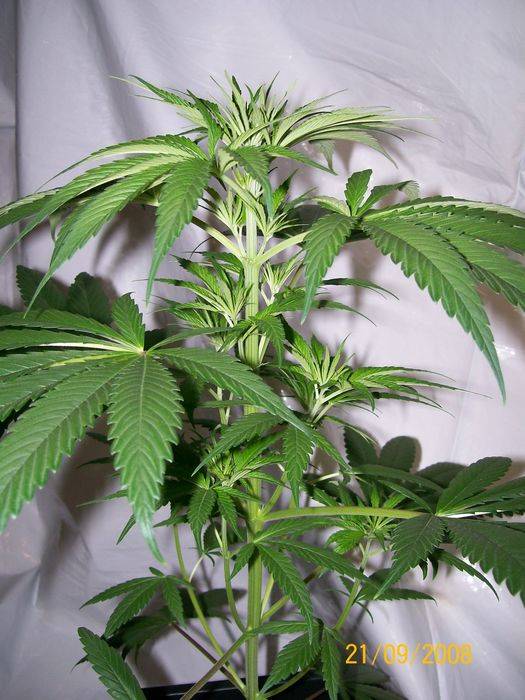 3284321st_sept_nl5xhaze_plant_7_female_A.jpg