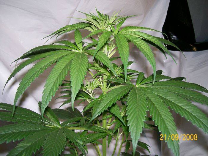 3284321st_sept_nl5xhaze_plant_7_female_B.jpg