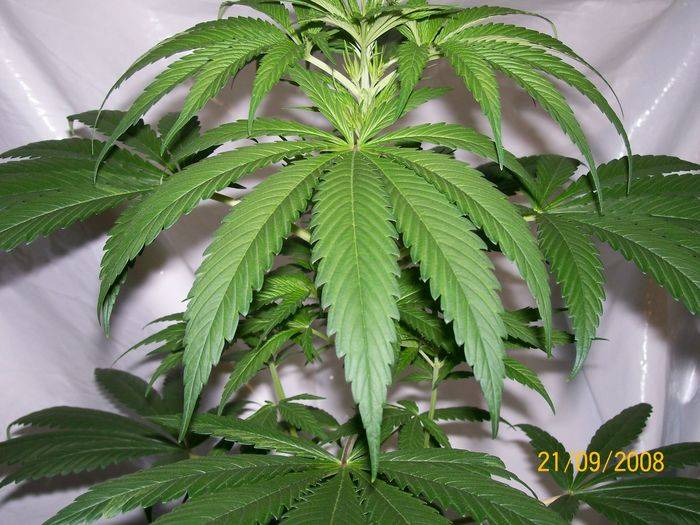 3284321st_sept_nl5xhaze_plant_7_female_C.jpg