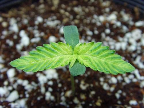 36904hut-seedling-beginning-med.jpg